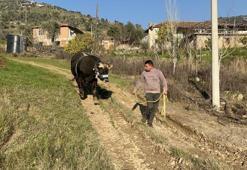 Aydın'da boğa güreşi hazırlığı! Karizma yarışmaya hazırlanıyor