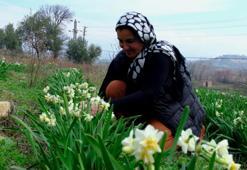 Hobi olarak başladı geçim kaynağı oldu: 4 yıl önce başladı şimdi 5 bin kök çiçeğe ulaştı