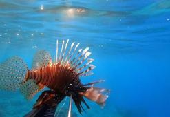 İstilacı türler Marmara Denizi'ne yaklaşıyor! Su sıcaklığı düşmeyince kuzeye ilerlediler