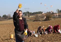 Sıcak hava AB tarafından tescillenen Taşköprü sarımsağına yaradı! Erken hasat başladı