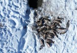 Buz tutan gölette ‘Eskimo’ usulü balık avı