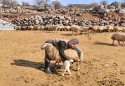 Üreticiler 24 saat kuzu nöbeti tutuyor! Sebebi çok başka...