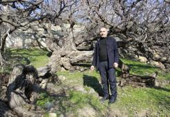 Yozgat'ta bulunan bu ağaçlar tam 2 bin 600 yaşında