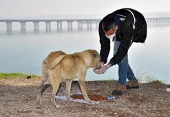 Çukurova Belediyesi'nden sokak hayvanlarına anlamlı proje