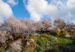 Antalya'da yalancı bahara aldanan badem ve kirazlar erken çiçek açtı, üreticiler diken üstünde