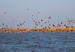 Akyatan Lagünü flamingolarına kavuştu: Binlerce flamingo lagünde görsel şölen oluşturdu
