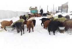Şehir hayatından sıkılıp köyüne döndü, hayvancılığa başladı