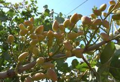 Siirt fıstığı üreticileri kaçak olarak ülkeye sokulan İran fıstığından muzdarip; İçkiden daha zararlı