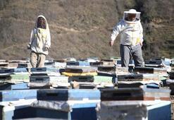 Ordulu arıcı, yarım asırdır kaliteli bal mesaisinde! 'Bu meslek çok zor ve meşakkatli'