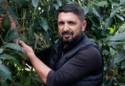 Deneme amacıyla diktiler şimdi tonlarca hasat ediyorlar! Antalya'da avokado yetiştiriciliği hızla yayılıyor
