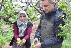 Devletin sıfır faizle verdiği destekle, kurulan erik seralarında hasat başladı