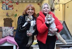 Adana'da çocukluk arkadaşlarının yaptıkları barınak 35 kediye yuva oldu