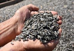 Edirneli üretici, mevsim değişikliği ile ayçiçeği ekimini öne çekti