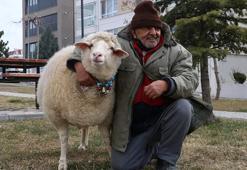 Kesmek için aldı can dostu oldu! Eskişehir'de 3 aylıkken aldığı koyunu 4 yıldır evinde besliyor