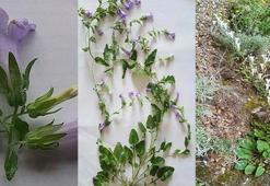 Aydın'da yeni bir çiçek türü bulundu; Kuşadası Çanı