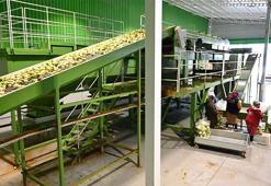 Osmaniyeli çiftçi tescilli turp ticaretini devlet desteğiyle modern tesise taşıdı