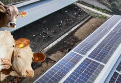 Adana'da doğa dostu çiftlik: Elektrik ve suyu doğadan, gübresi hayvanlardan!