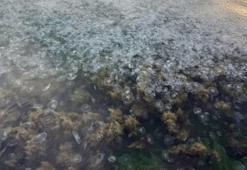 Sinop kıyılarını işgal ettiler! Binlercesi görüntülendi