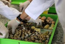 Sivaslı öğrencilerden girişimcilik örneği! Okulda bıldırcın ve yumurta üretiyorlar