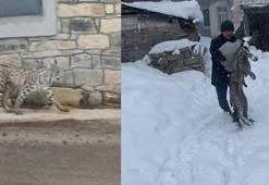 Bayburt'ta yiyecek bulmak için köye inen vaşak köpeklerin saldırısı sonucu yaralandı