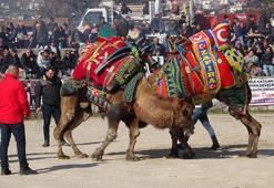 Çanakkale'de develer sahne aldı! Geleneksel deve güreşi düzenlendi