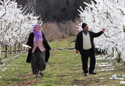 Amasya'da dondurularak 'dondan' kurtarılan meyve ağaçları görenleri şaşkına çevirdi!