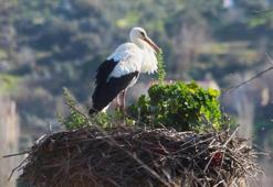 Avşar'ın ilk leyleği gelip yuvasına kondu