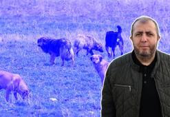 Silivri'de sokak köpeğinin saldırdığı imam yaralandı belediyelere açtığı tazminat davasını kazandı