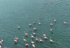 Akyatan Lagünü'nde flamingoların görsel şöleni