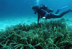 Denizin akciğerleri tehlike altında! Fethiye pilot bölge seçildi