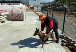 Arama kurtarma köpeği Tayga, enkaz altındakilerin umudu oluyor