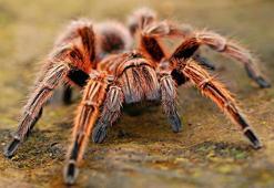 Sahibinden satılık tarantula! Zehirli örümcekler internet üzerinden satılıyor
