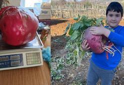 Tam 6 kilo 700 gram geliyor! Dev turp görenleri şaşırtıyor