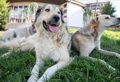 Ankara Valiliği açıkladı: Köpeğini sokağa bırakanlara 71 bin 695 TL ceza