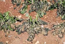 Kayıp yüzde 70'i aştı! Zam kapıda: Tarladaki don cepleri yakacak