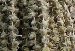 Pazarın en pahalısı! Fiyatı gram altını geçti, kilosu 3 bin 500 TL'den satılıyor