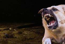 Konya'da 2 yaşındaki Rana'ya 10 sokak köpeği saldırdı, acı haber geldi