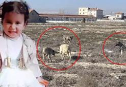 Konya'da köpeklerin saldırdığı Rana'nın ölümüne ilişkin soruşturma başlatıldı