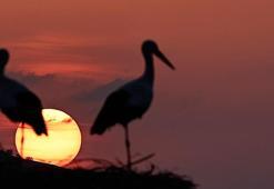Tunceli'yi mesken tutan iki leylek 6 yıldan beri göç etmiyor