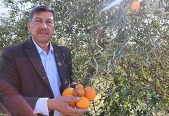 Sibirya soğukları çiftçiyi vurdu! Narenciye ve sebzede büyük zarar var