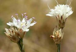 Antalya'da yeni bir endemik bitki keşfedildi: Efe Pelemiri bilim dünyasına tanıtıldı