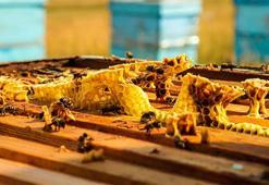 Erzincan'da kurulacak! Yılda 2 milyon üretim yapılacak