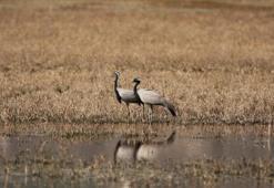 Ak pelikan ve telli turnaların yuvası Yedikır Baraj Gölü