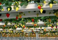 Teknolojik serada 8 ayda 450 ton kapasiteye ulaşıldı