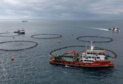 Trabzon'dan dünyaya devasa su ürünleri ihracatı!