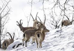 Tunceli dağlarındaki yaban keçileri fotoğrafçıların ilgisini çekiyor