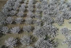 Malatya beyaz gelinliği giydi! Kayısı ağaçları çiçek açtı