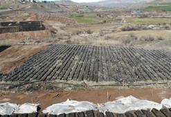 Siirt, fıstık üretiminde Türkiye'nin merkezi oluyor