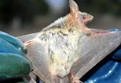 Brezilya'daki yarasalarda yeni tip koronavirüs keşfedildi