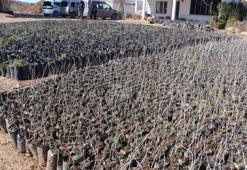 Siirt'te yetiştiriliyor, bölgenin ihtiyacını karşılıyor! Ekonomik olarak getirisi yüksek